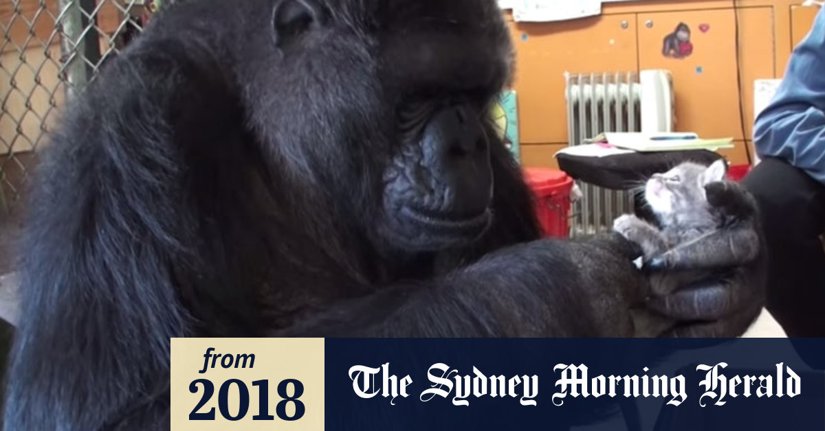 Koko the gorilla, the chimp who knew sign language, dies at 46